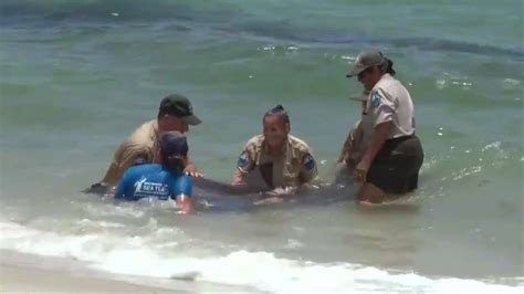 Beached dolphin dies near Mizell-Johnson State Beach Park in Hollywood
